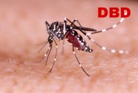Ilustrasi. Nyamuk Aedes aegypti. (foto:istimewa)