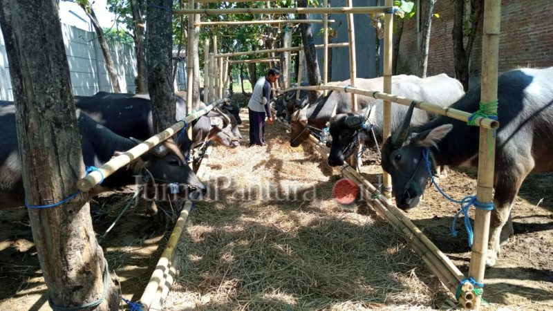 Penjualan hewan Qurban di masa pendemi Covid-19 ini cenderung lesu (Foto:J02)