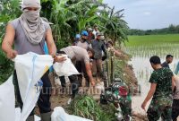 Sinergitas TNI dan Polri serta warga saat memperbaiki tanggul jebol di Desa Suko, Gabus Pati. (Foto:Istimewa)
