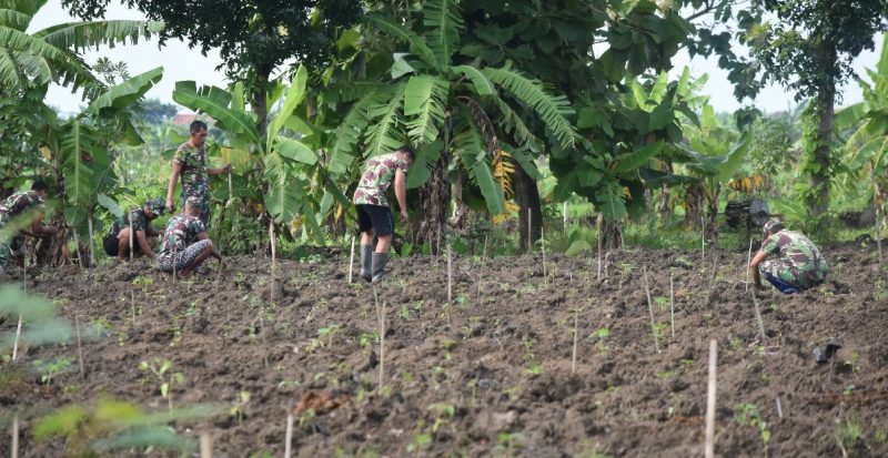 500 bibit pepaya jenis california, 500 bibit cabai  ditanam anggota TNI dari Kodim Demak (Foto:Istimewa)