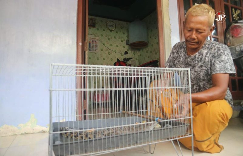 Kondisi anakan buaya yang ditemukan di persawahan Desa Loam Wetan, Jati, Kudus. (Foto:J02)