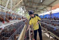 Peternak ayam di Kudus, Nur Hadi memanen telur omega di kandang miliknya. (Foto: J05)