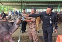 Petugas kesehatan dari Dinas Pertanian dan Pangan Kabupaten Kudus memeriksa kondisi kerbau di Pasar Ternak Gulang, Kecamatan Mejobo, untuk memastikan hewan kurban bebas penyakit menjelang Iduladha 1446 H. (Foto: JP)