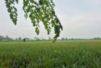 Ladang persawahan di wilayah Kabupaten Kudus. (Foto: JP)