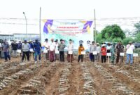 Bupati Kudus Sam’ani Intakoris turun langsung dalam kegiatan Tanam Bersama di Honggosoco sebagai komitmen mendukung swasembada gula 2028. (Foto: JP)