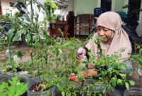 Siti Chotimah, warga Kelurahan Wergu Wetan, Kecamatan Kota, Kabupaten Kudus memanfaatkan lahan sempit untuk kebun sayuran. (Foto: JP) 