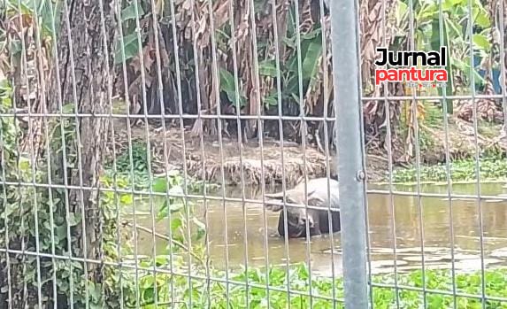 Kerbau mengamuk di desa Kutuk berendam dikubangan (Foto:JP)