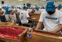 PT Djarum mulai pekerjakan laki-laki di bagian produksi rokok kretek. (Foto: J05) 