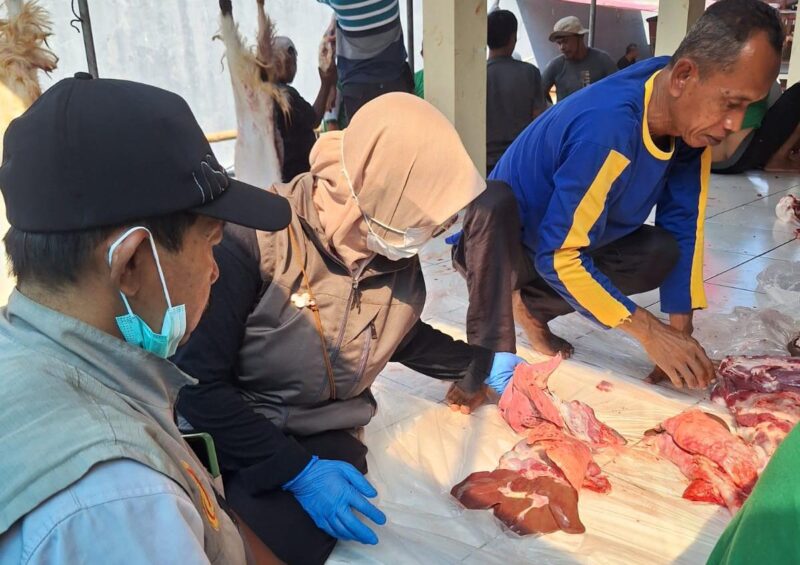 Pemeriksaan hewan kurban setelah disembelih (Foto:JP)
