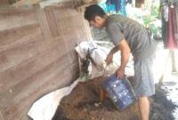 Berawal dari tekad untuk terus belajar, Hamdan Adib menjadikan sawah sebagai laboratorium pribadinya. Berbagai percobaan dilakukan langsung di lahan pertanian hingga berhasil meracik pupuk dan pestisida organik berbahan alami. (Foto: JP)