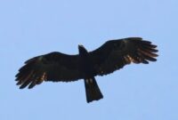 Keberadaan Elang Jawa (Nisaetus bartelsi) di kawasan Gunung Muria masih menunjukkan tanda-tanda keberlangsungan hidup. (Foto: dok. Peka Muria) 