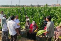 Petani tembakau di Desa Gulang, Kecamatan Mejobo, Kabupaten Kudus, mulai memanen hasil budidaya tembakau dari lahan seluas sekitar 1,5 hektare. (Foto: J05) 