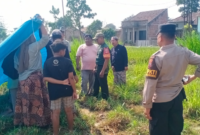 Petugas kepolisian bersama warga berada di lokasi penemuan seorang warga yang tergeletak di area persawahan Blok Sidoro, Desa Kaliwungu, Kecamatan Kaliwungu, Kabupaten Kudus, Rabu (23/9/2026). Foto: ist